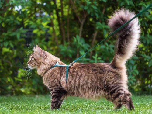 habituer un chat a se promener en laisse