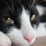 Obstructions urinaires chez le chat mâle : Dangers, conseils, traitements