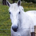 Hypergranulation chez le cheval : Les bonnes et mauvaises plaies