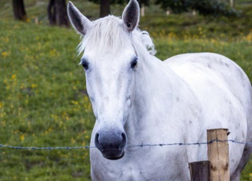 bourgeonnement des plaies chez le cheval