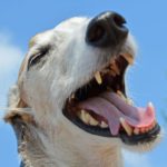 Quels moyens naturels de prévenir la mauvaise haleine chez le chien