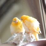 Canari en cage avec un miroir : avantages et inconvénients