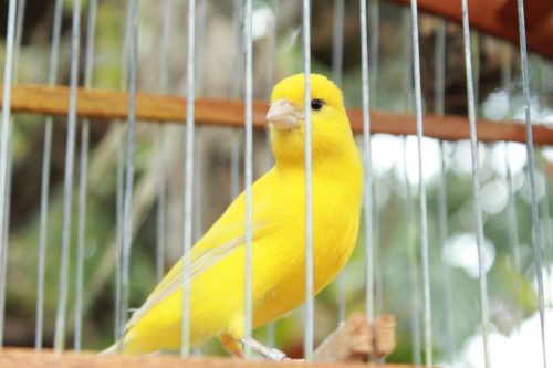 précautions à prendre avant de faire sortir son canari de la cage