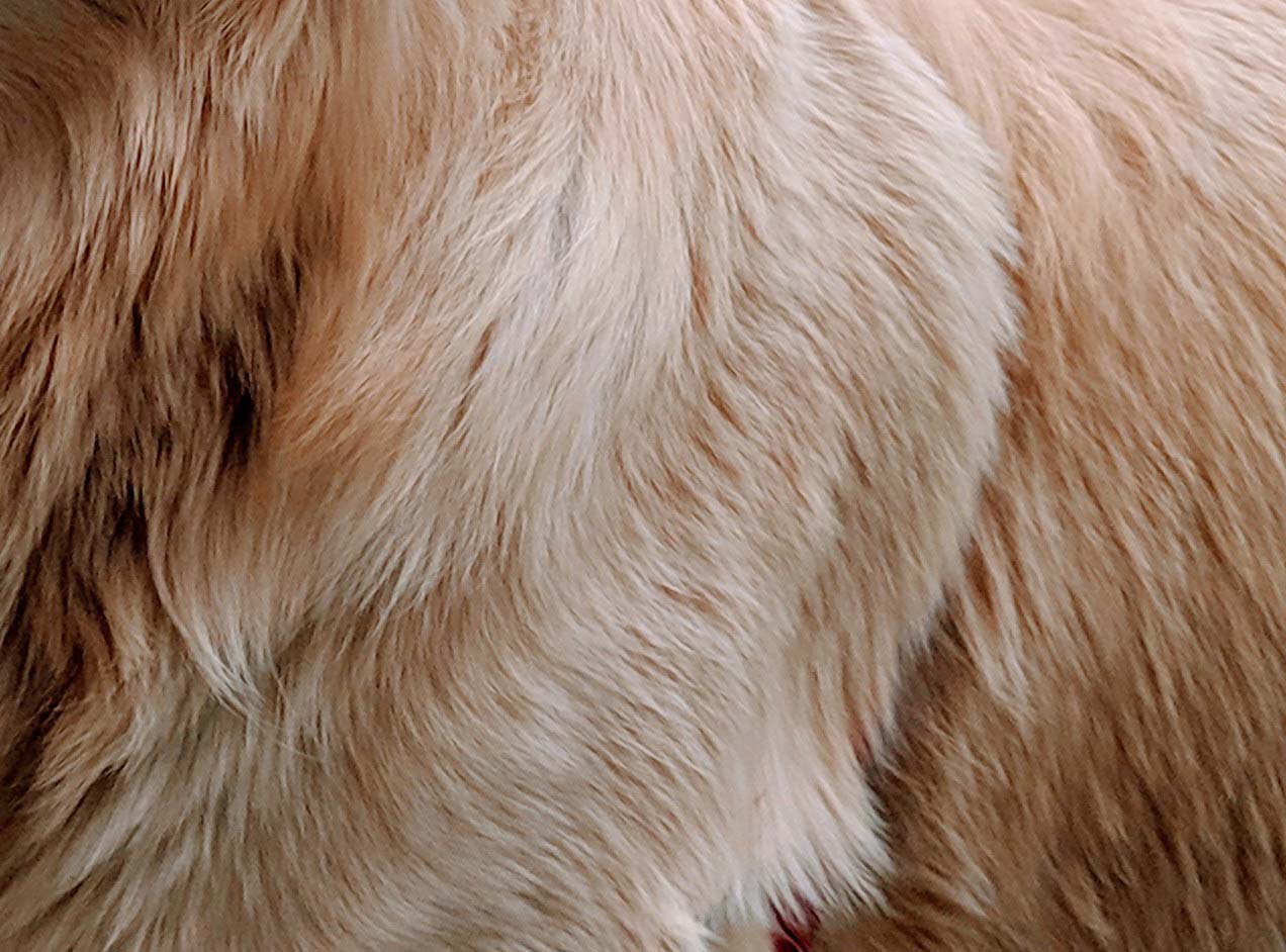 L'influence de la stérilisation sur le pelage du chien - Remèdes