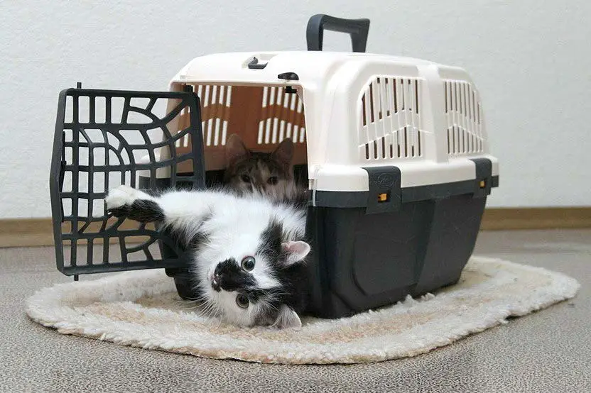 chat détendu dans sa cage de transport