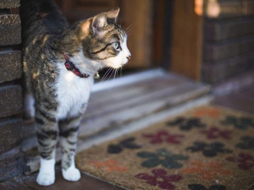 chat fumeur comment l'éduquer a ne pas se sauver