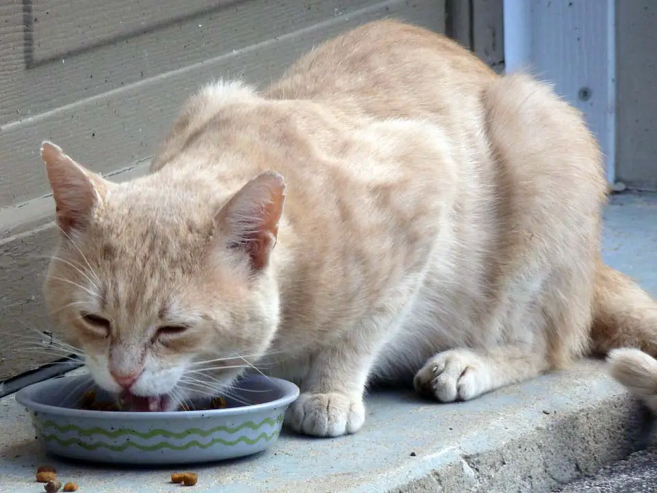 Les chats hyperthyroïdiens ont généralement un grand appétit.