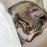 Quand le chat va mal : les maladies du chat les plus courantes