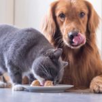 Un chat peut-il être nourri avec de la nourriture pour chien ?