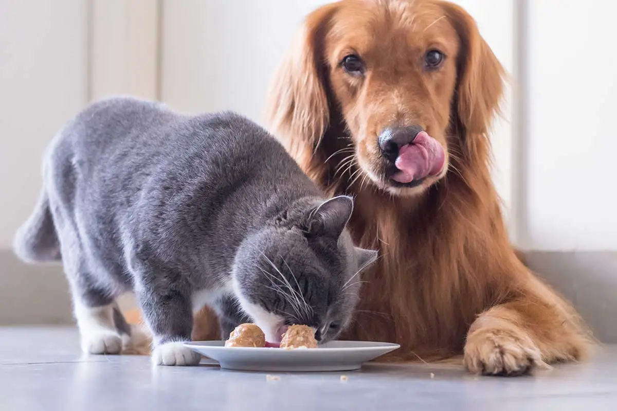 c'est grave si un chat a mangé des croquettes pour chien ?