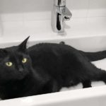 Conseils : Mon chat a peur de l'eau , comment faire pour le bain ?