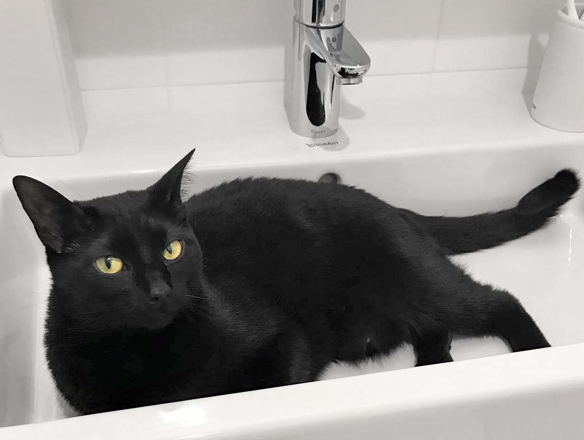 chat qui a peur de l'eau que faire