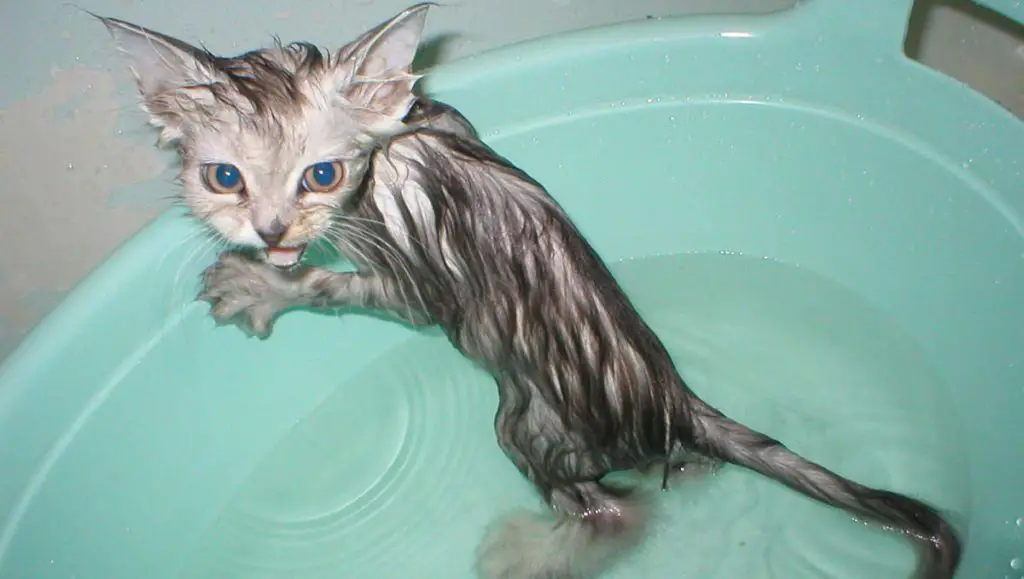 chat qui n'aime pas l'eau miaulant dans une bassine