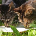 Les chats peuvent-ils boire du lait de vache ?