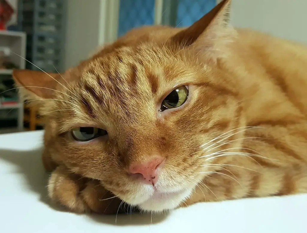 Comportement Mon chat s’ennuie que faire pour l’aider ? Conseils et jeux pour vos chats