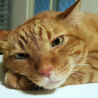 Chat Atteint De Deshydratation Comment Reagir Remedes Naturels Pour Animaux Chat Atteint De Deshydratation Comment Reagir Remedes Naturels Pour Animaux