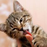 Comportement : Pourquoi les chats lèchent-ils les gens ?