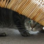 Mon chat a peur des invités : Comment le tranquilliser ?