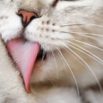Votre chat se lèche-t-il trop ? Que faire avec l'alopécie psychogène du chat