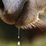 Ptyalisme (hypersalivation) du cheval : Une maladie fongique courante