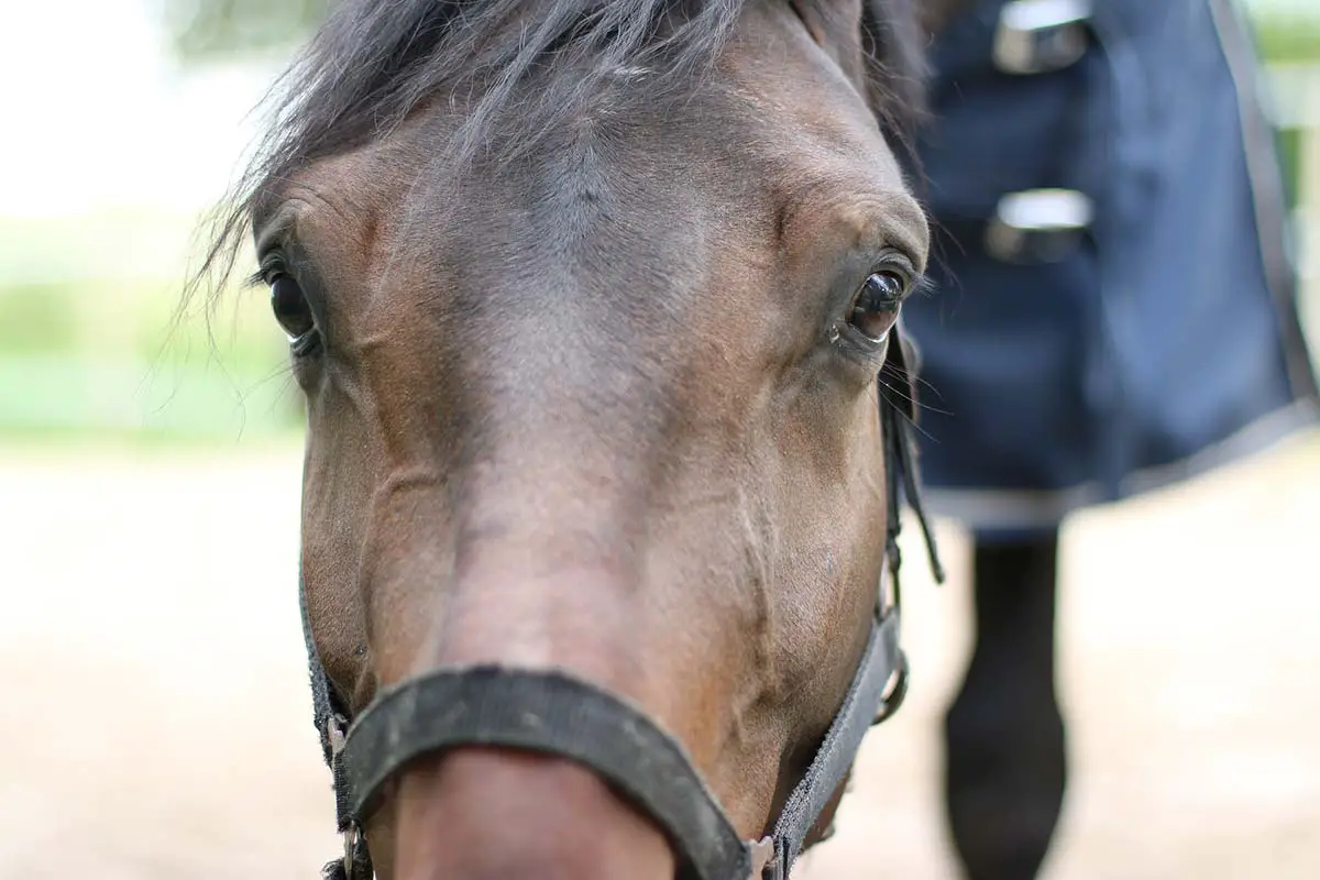 cheval qui boit beaucoup que faire