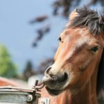 La déshydratation du cheval : Signes, conseils et traitements