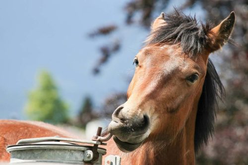 cheval qui à soif - déshydratation chez le cheval
