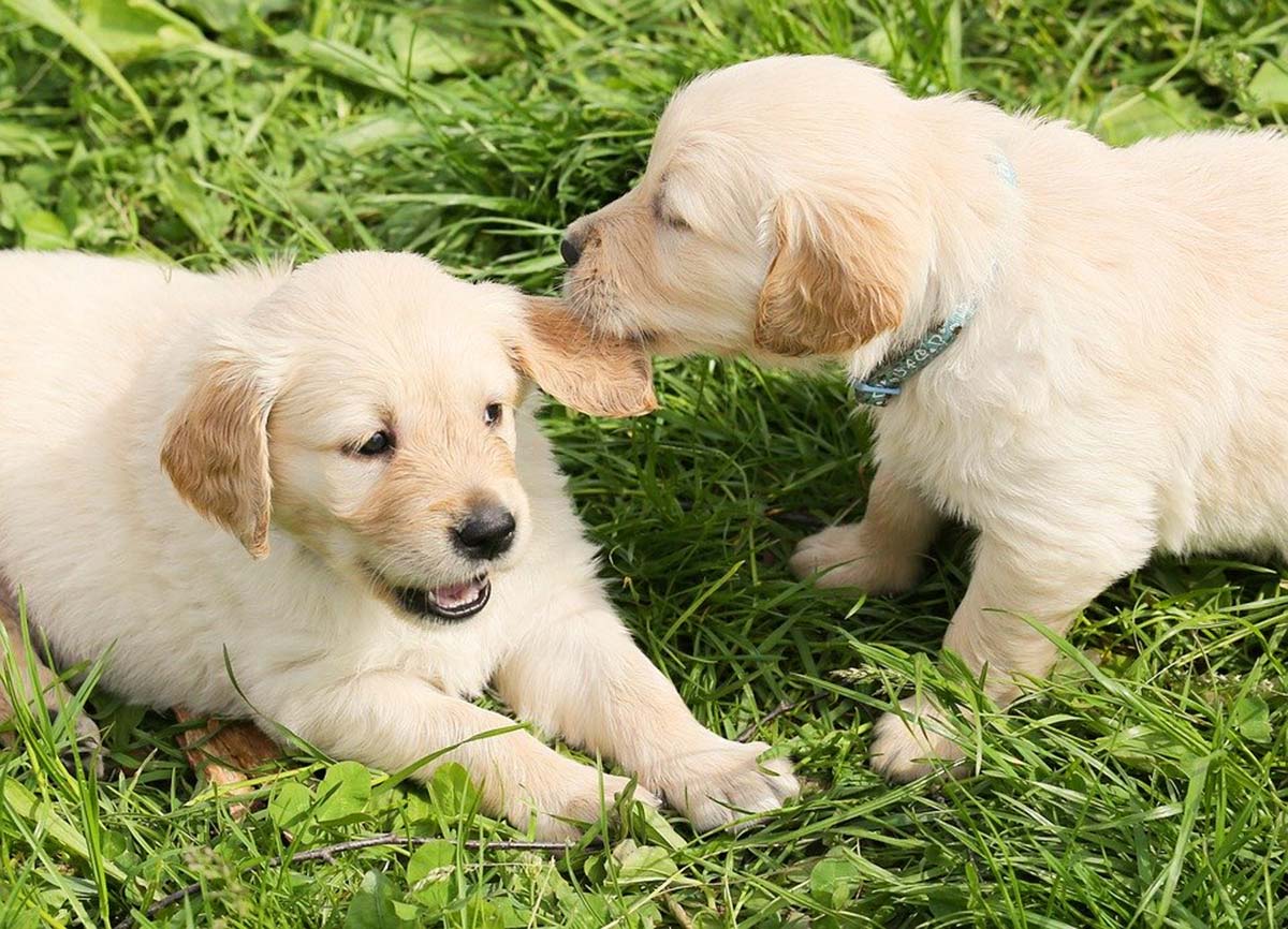 différences chien male femelle