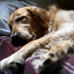 Mon chien dort toute la journée - Est-ce normal ?