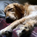 Mon chien dort toute la journée - Est-ce normal ?