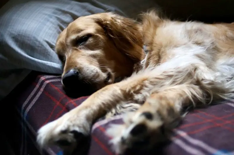 Mon Chien Dort Toute la Journée Estce Normal