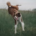 Mon chien fait des courses frénétiques dans tous les sens : Est-ce grave ?