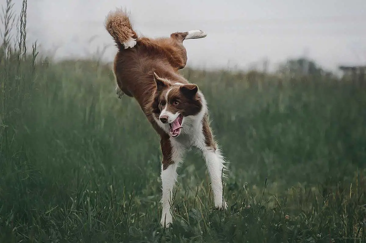 chien fou qui prends un coup de speed