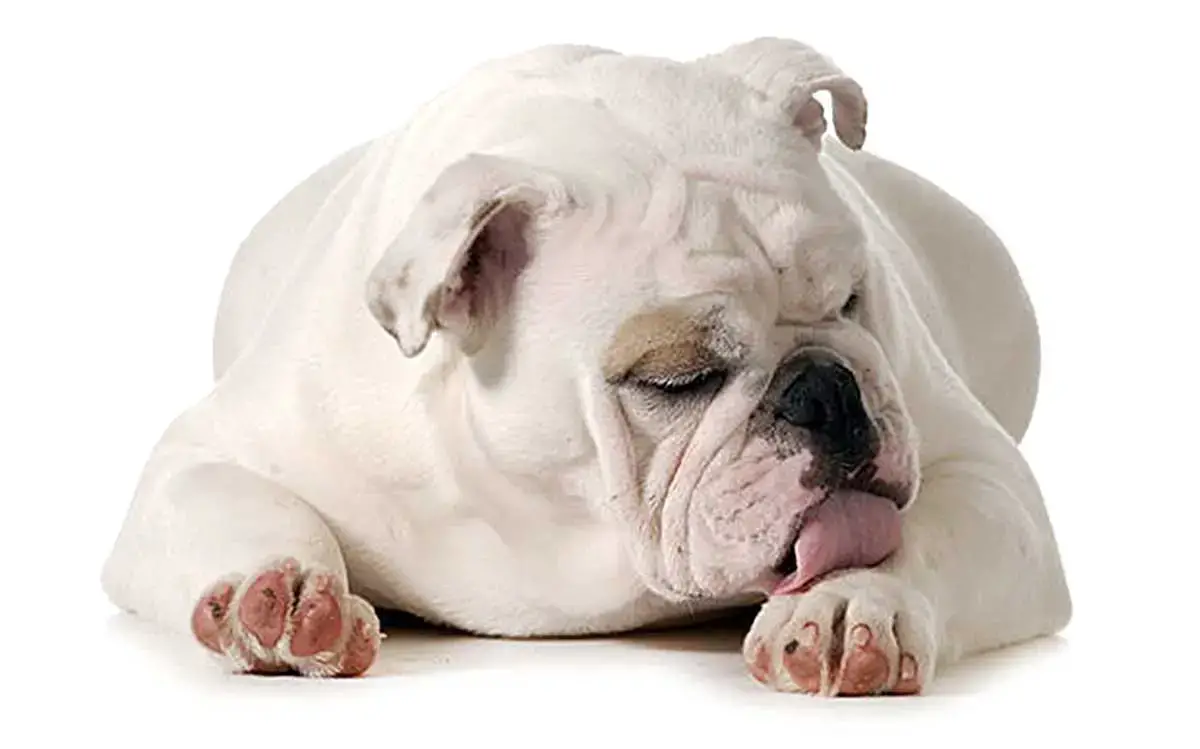 Comportement 10 Raisons Pour Lesquelles Votre Chien Se Leche Les Pattes Remedes Naturels Pour Animaux