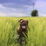 Le mystère du magnétisme chez les chiens : Une boussole interne pour la navigation