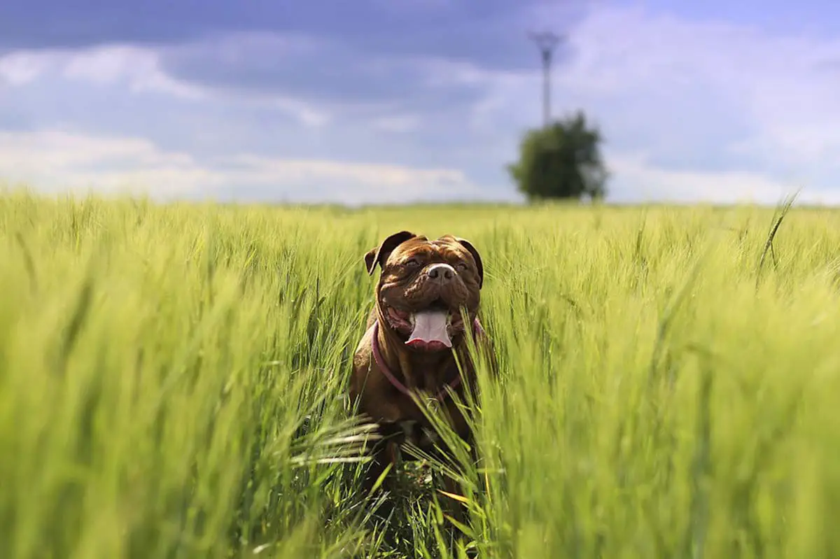 les chien retrouvent leur chemin avec le magnétisme de la terre