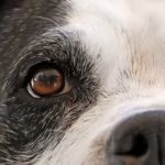 Vision et perception des couleurs : Les chiens sont-ils daltoniens ?