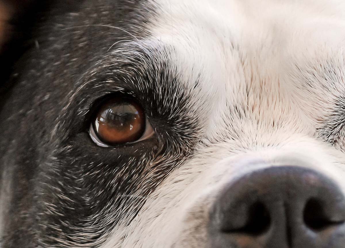 étude qui démontre que les chiens sont daltoniens