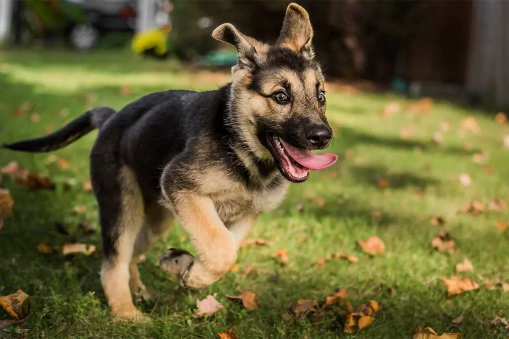 chiot berger allemand vacciné contre le Parvovirus