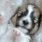 Education du chiot : Comment apprendre à mon chiot à dormir seul