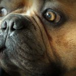 Collapsus trachéal chez le chien : Remèdes pour soulager les difficultés respiratoires