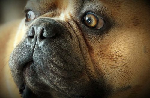 collapsus trachéal remedies naturels effondrement de la trachée du chien