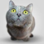 Maladie : Faites vous-même un bilan de santé de votre chat