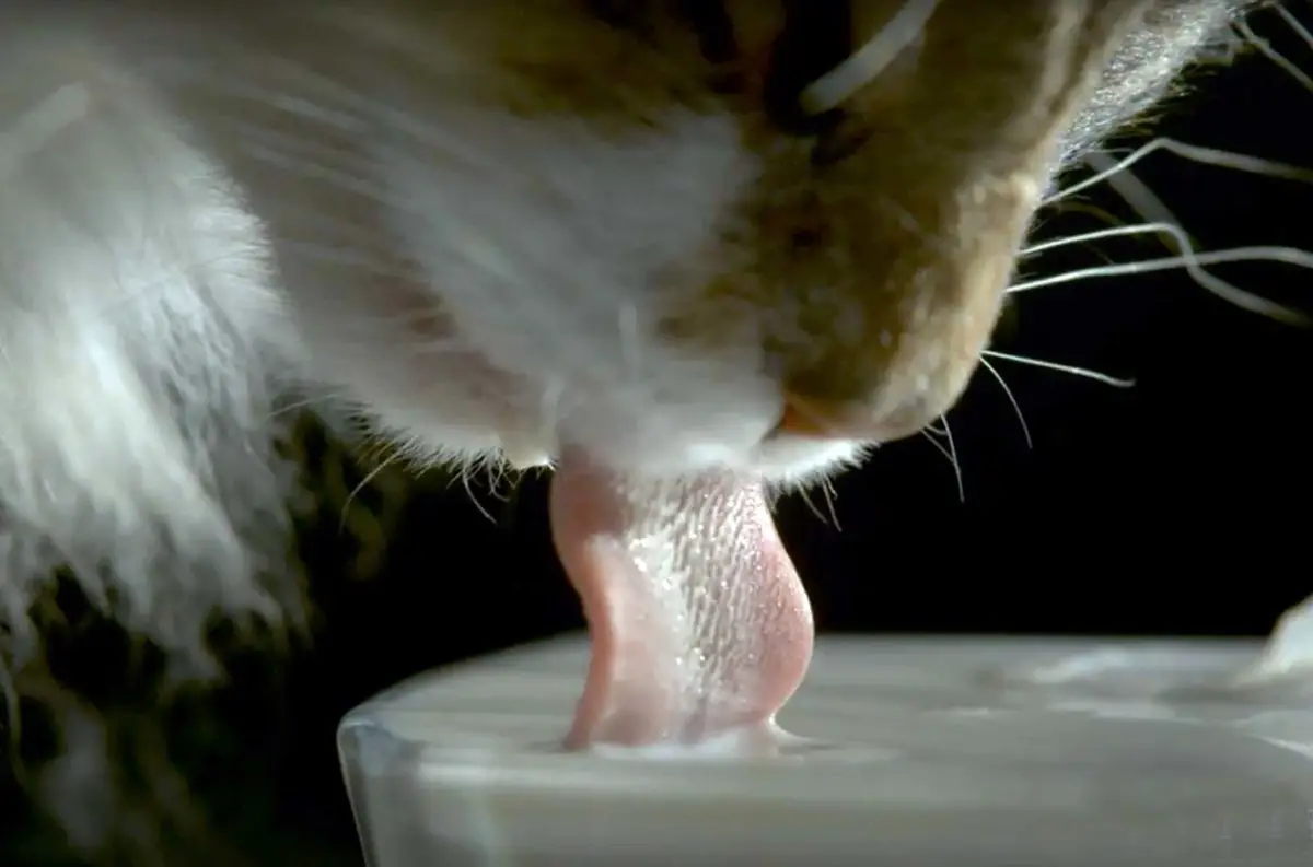 comment boit le chat explication en video image par image