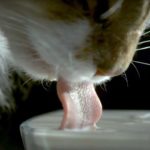 Comment les chats boivent-ils ? Leur technique analysée en vidéo