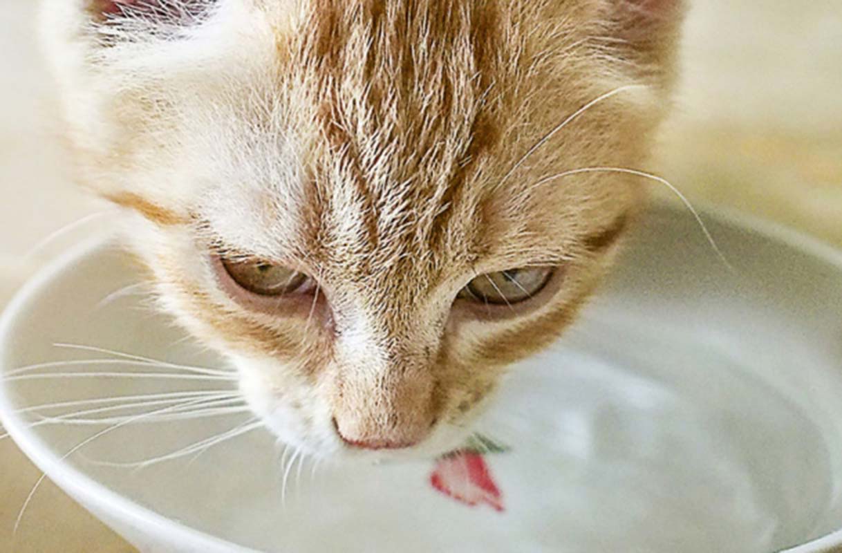 Comment Faire Boire Un Chat Qui Ne Boit Pas Suffisamment Fontaine Robinet Nourriture Remedes Naturels Pour Animaux