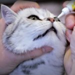 Comment mettre de la pommade dans les yeux du chat