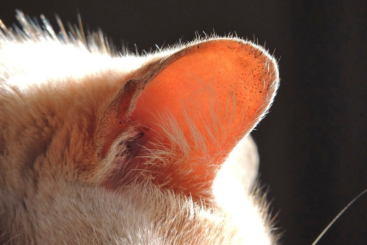 6 conseils pour nettoyer en toute sécurité les oreilles de votre chat Remèdes Naturels pour