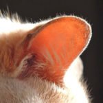 6 conseils pour nettoyer en toute sécurité les oreilles de votre chat