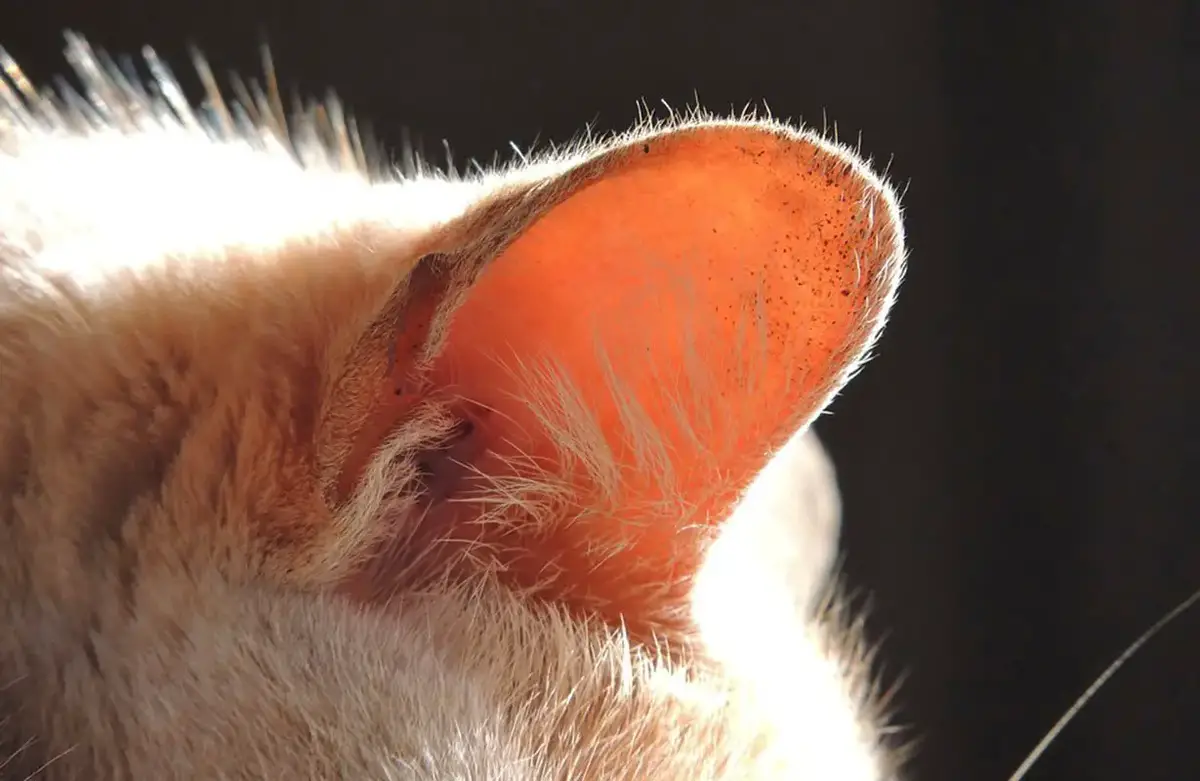 6 Conseils Pour Nettoyer En Toute Securite Les Oreilles De Votre Chat Remedes Naturels Pour Animaux